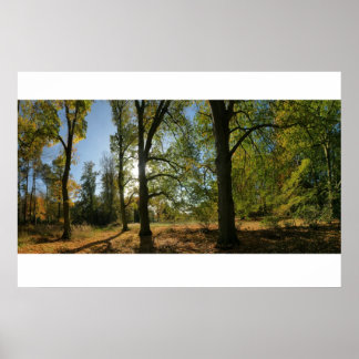 Bomen in de herfst poster