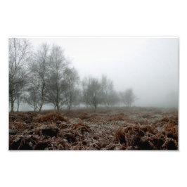 Bomen in de mist foto afdruk