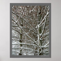 Bomen in de sneeuwwinterfoto