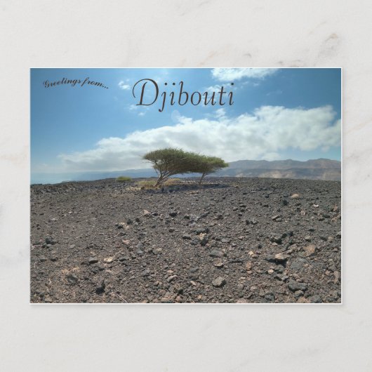 Bomen in de wilde natuur in Djibouti Briefkaart (Voorkant)