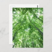 Bomen in een bos van het bodemuitzicht briefkaart (Voorkant / Achterkant)
