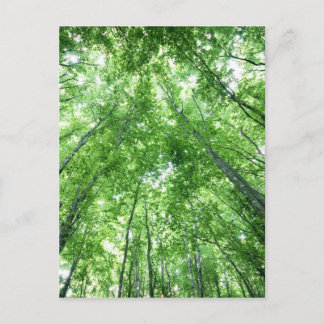 Bomen in een bos van het bodemuitzicht briefkaart