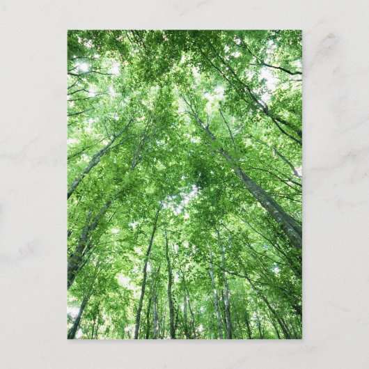 Bomen in een bos van het bodemuitzicht briefkaart (Voorkant)