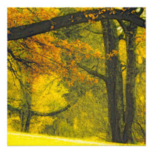 Bomen in herfstkleuren foto afdruk
