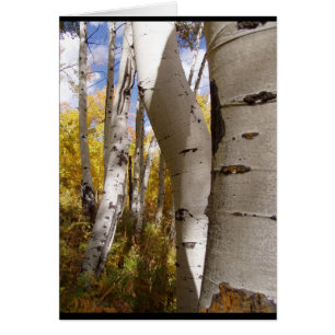 Bomen in Jackson Hole