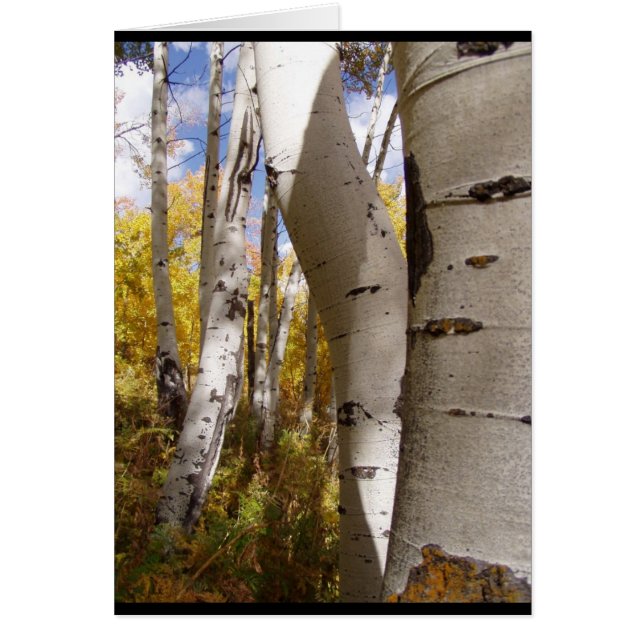 Bomen in Jackson Hole (Voorkant)