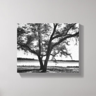 Bomen in zwart-wit Stretched Canvas Print