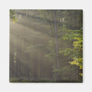 Bomen langs 7 Lakes Drive, Harriman, NY Magneet