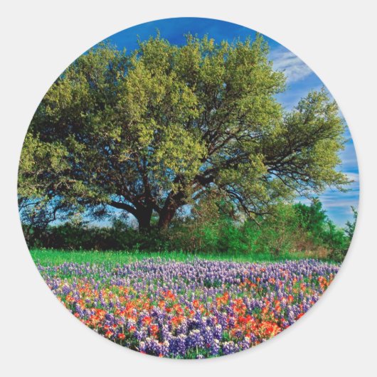 Bomen leven eik onder Texas Bluebonnets Ronde Sticker (Voorkant)