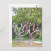 Bomen met de Curvy Gumbo Limbo Briefkaart Forida (Voorkant / Achterkant)