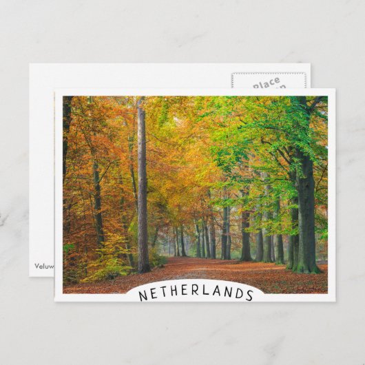 Bomen met herfstbladeren in een bos briefkaart (Voorkant / Achterkant)