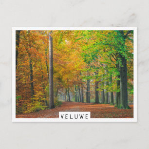 Bomen met herfstbladeren in een bos briefkaart