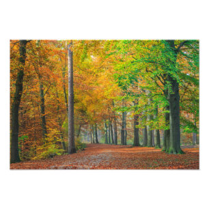 Bomen met herfstbladeren in een bos foto afdruk