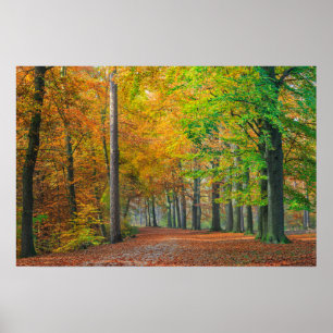 Bomen met herfstloof in een bos poster