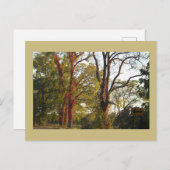 Bomen met Red Ivy Briefkaart (Voorkant / Achterkant)