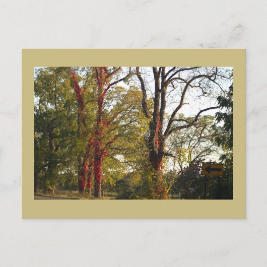 Bomen met Red Ivy Briefkaart (Voorkant)