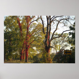 Bomen met Red Ivy Poster