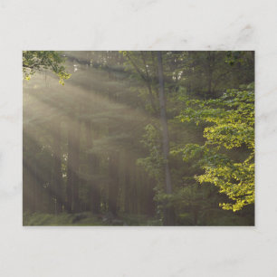 Bomen naast 7 Makes Drive, Harriman, NY Briefkaart