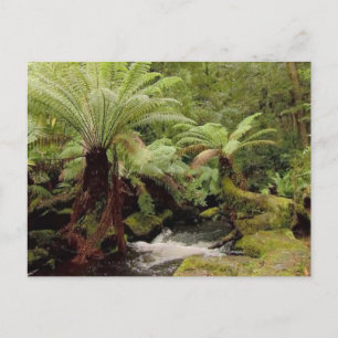 Bomen omgeving Tasmanië Australië Fotografie Briefkaart