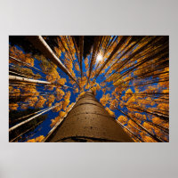 Bomen op het vliegveld, Arizona (San Francisco Pea