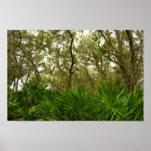 Bomen op Merritt Island National Wildlife Refuge Poster