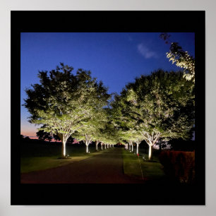 Bomen op Night Photo Poster
