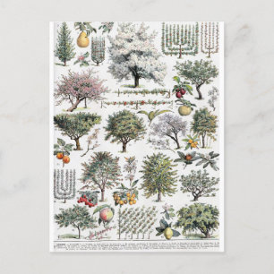 Bomen Planten Vruchten Vintage Botanisch Briefkaar Briefkaart