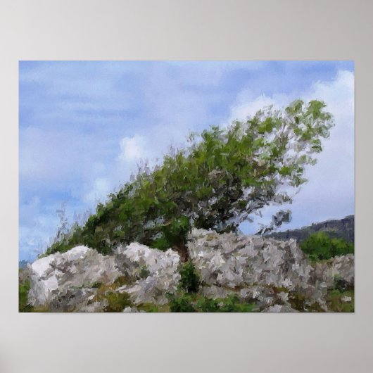 BOMEN POSTER (Voorkant)