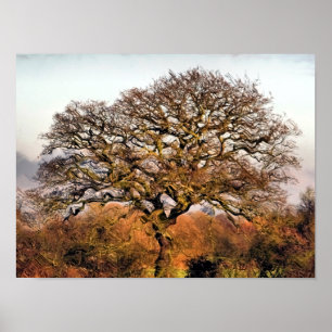 BOMEN POSTER