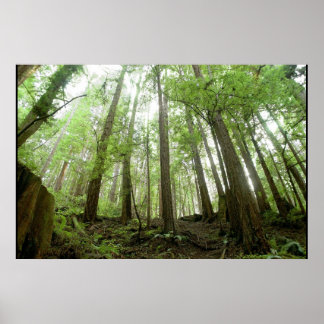 bomen poster