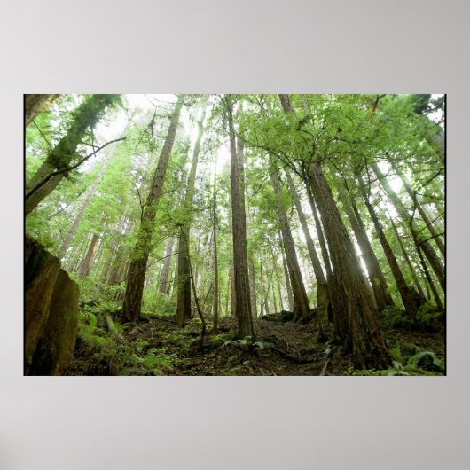 bomen poster (Voorkant)