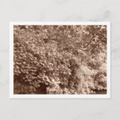 Bomen van het Kanaal Briefkaart (Voorkant)