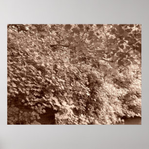 Bomen van het Kanaal Poster