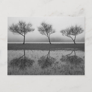 Bomen van het meer briefkaart
