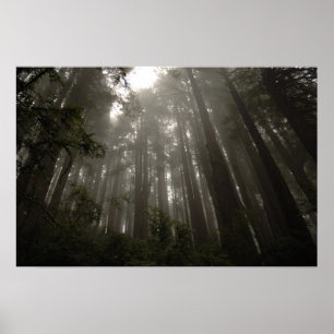 Bomen van Mystery Poster