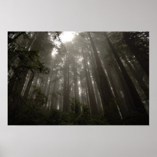 Bomen van Mystery Poster