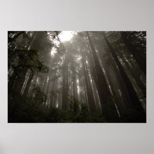 Bomen van Mystery Poster (Voorkant)