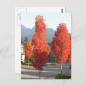 Bomen van Sinaasappel in het najaar Briefkaart (Voorkant / Achterkant)