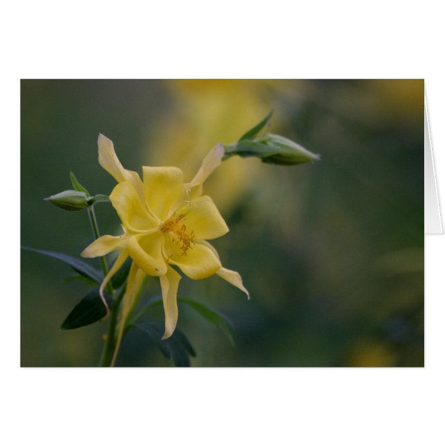 bon matin jaune (Devant horizontal)