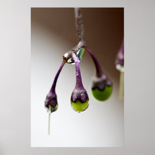 Bon Pour La Poster Dernière Drip