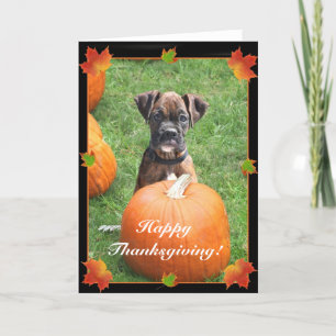 Bon thanksgiving boxer chiot carte de voeux