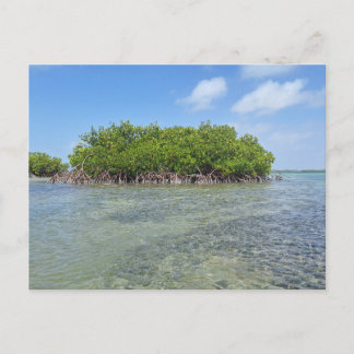 Bonaire Mangrove Briefkaart
