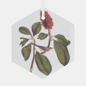 Bonaparte Flycatcher Canada Warbler Audubon Bird Glas Ornament (Achterkant)