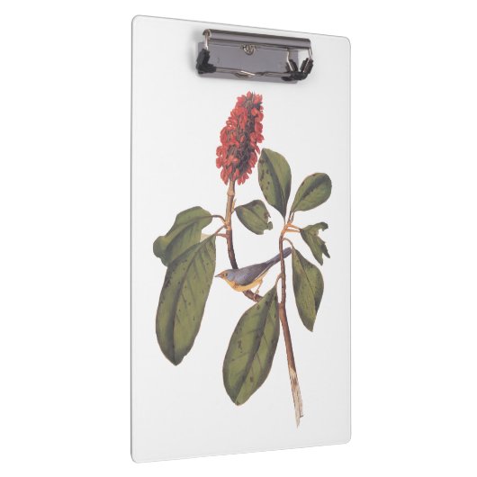 Bonaparte Flycatcher Canada Warbler Audubon Bird Klembord (Rechts)