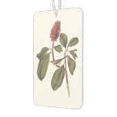 Bonaparte Flycatcher Canada Warbler Audubon Bird Luchtverfrisser (Links)