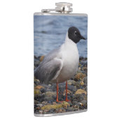 Bonaparte s Gull bij het strand Heupfles (Rechts)