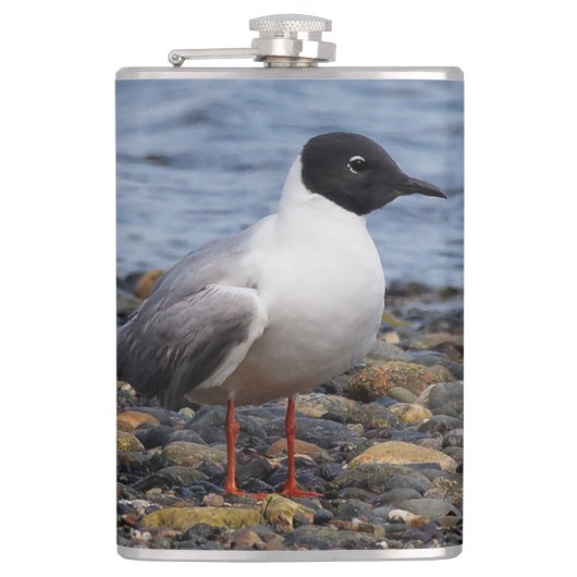 Bonaparte s Gull bij het strand Heupfles (Voorkant)