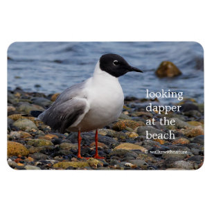 Bonaparte s Gull bij het strand Magneet