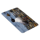 Bonaparte s Gull bij het strand Magneet (Rechterzijde)