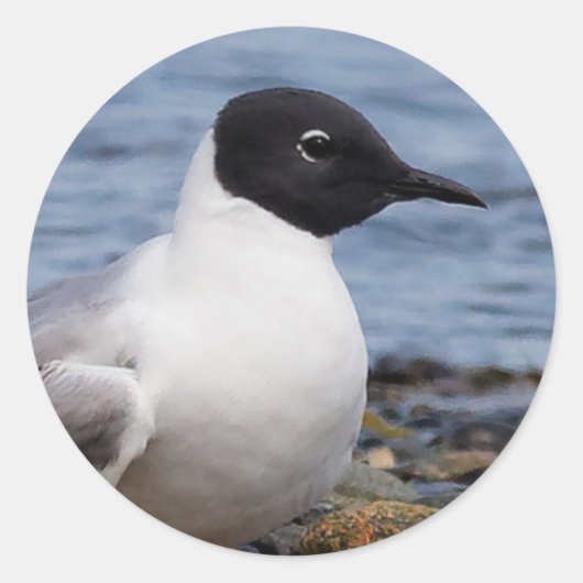 Bonaparte s Gull bij het strand Ronde Sticker (Voorkant)